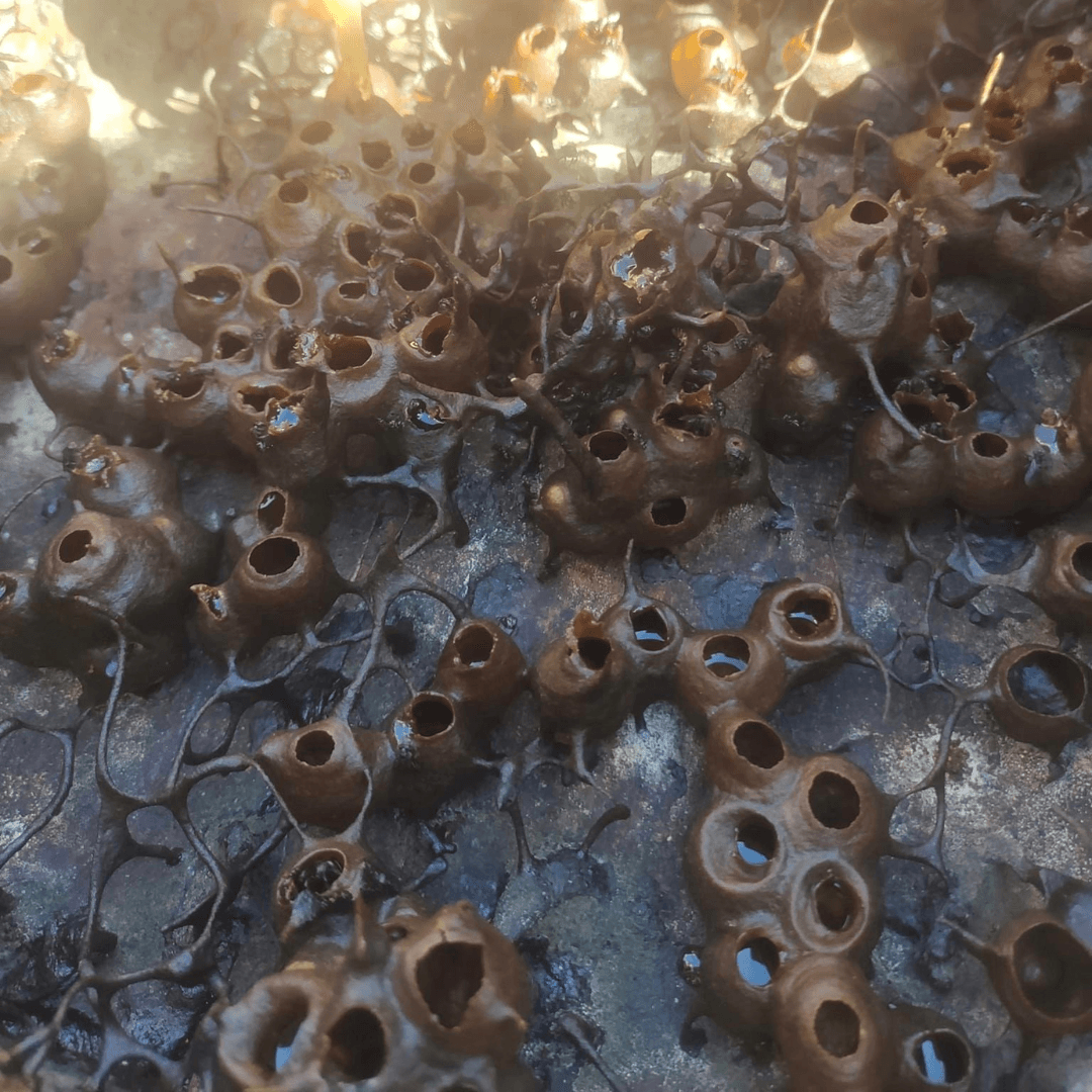 lavishoney honeycomb